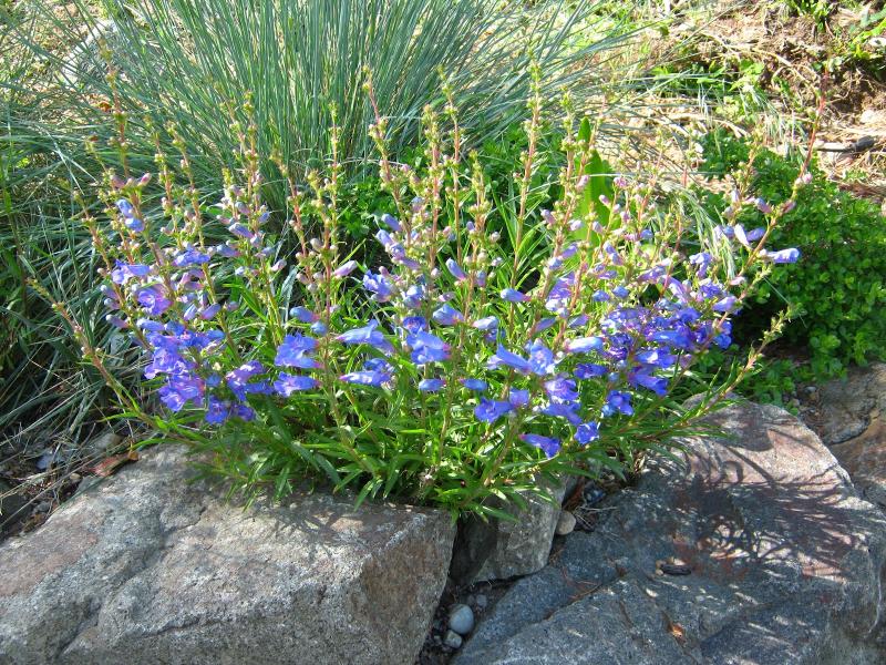 Penstemon Heterophyllus Electric Blue (1130)